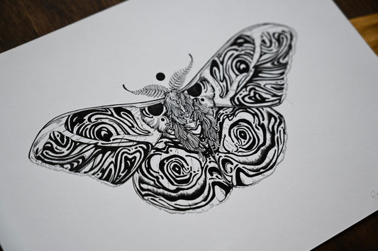 Moth | Psyche